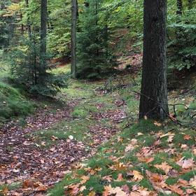 Skovbund efterårsskov Hovborg Plantage